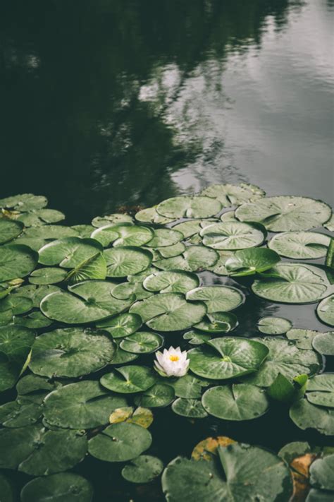 hannahkemp: Lily pads//Washington June 2017 (Time is a good place to ...