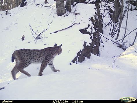 Picture of Balkan lynx, one of the rarest wild cat species – Michael Broad