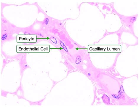 Structure Function Of Blood Vessels Lab