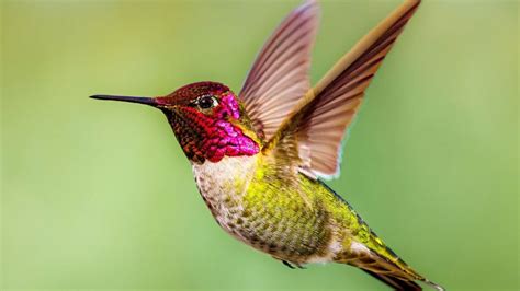 10 Ways to Attract Hummingbirds, Best Guide | Atbuz