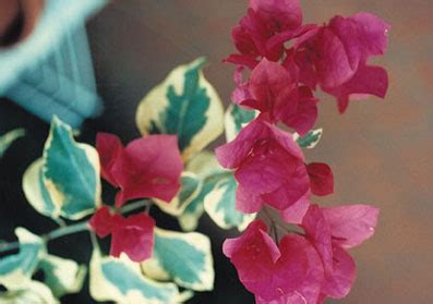 100 Bougainvillea Varieties