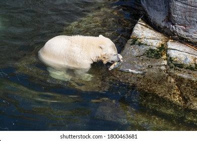 597 Polar Bear With Fish Stock Photos, Images & Photography | Shutterstock