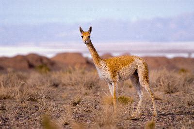 Vicuña - Animal Facts and Information