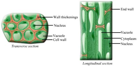 describe the structure of collenchyma - Science - Tissues - 13892471 | Meritnation.com