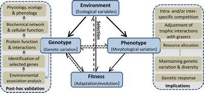 Frontiers | Linking Ecology to Genetics to Better Understand Adaptation and Evolution: A Review ...