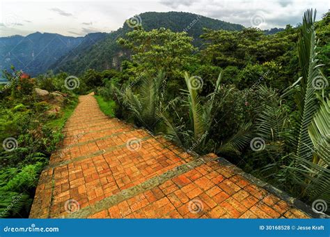 Cloud Forest Path stock photo. Image of scenery, hiking - 30168528