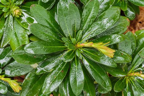 Euphorbia amygdaloides var. robbiae – Ballyrobert Gardens