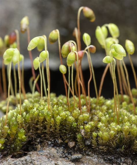 South Wales Bryophytes: Filling in the gaps