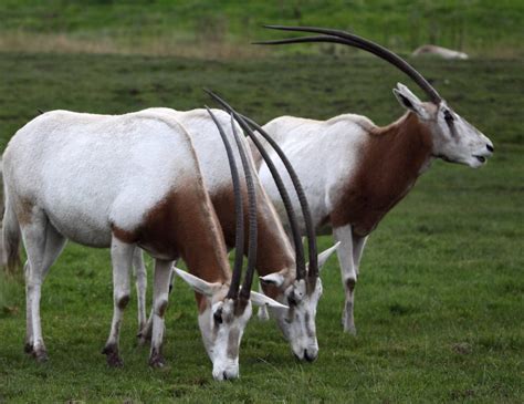 Scimitar-horned Oryx | Photographed at Chester Zoo in Octobe… | Peter | Flickr