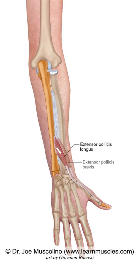 Extensor Pollicis Longus - Learn Muscles