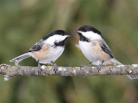 Chickadees in North America (Complete Guide with Pictures) | Birdfact