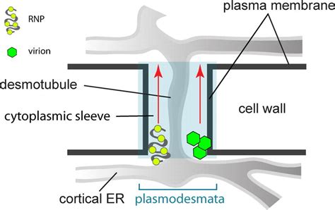 Plasmodesmata function in plant cells