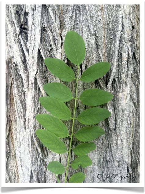 Black Locust Tree Identification || Identifying Robinia pseudoacacia