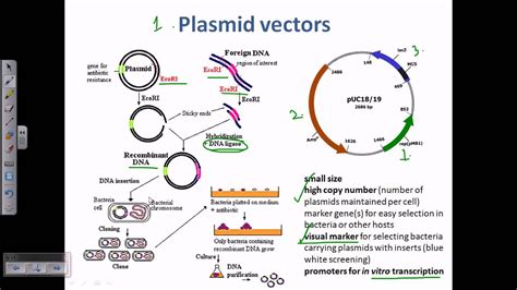 Plasmid as a cloning vector - YouTube