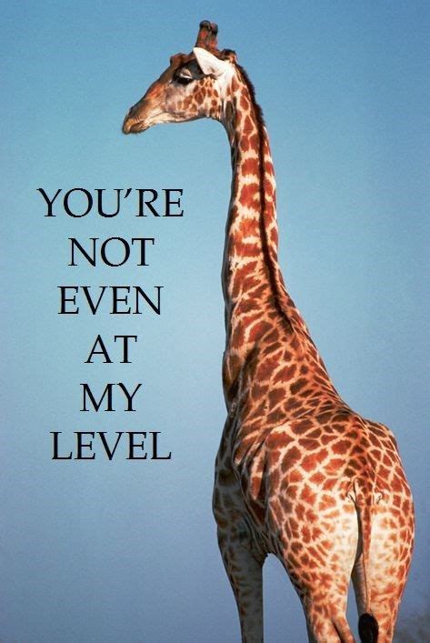 12 Funny Giraffe Memes That Will Make Your Day | Giraffe quotes, Funny ...