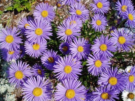 Aster alpinus | North American Rock Garden Society