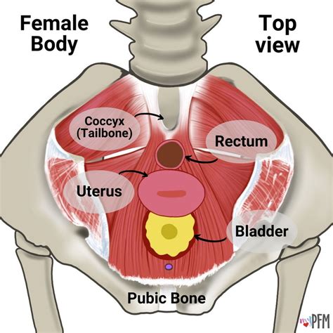 Pubic Symphysis Pain