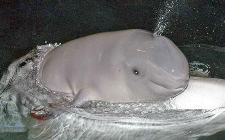 CUTE BABY BELUGA WHALE Cute Little Baby, Cute Babies, Pie Pictures, Shedd Aquarium, Baby ...