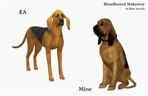 Blue Ancolia - Bloodhound dog Makeover Here is Caesar, a focused...