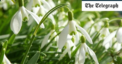 The 10 best snowdrop varieties to plant in your garden | The Telegraph