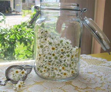 Harvesting & Making Your Own Chamomile Tea | Proverbs 31 Woman