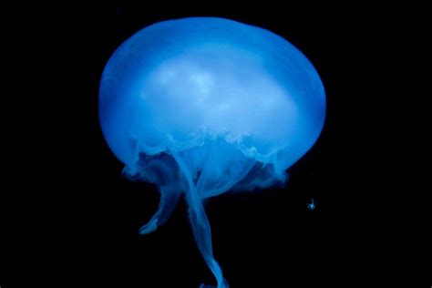 Jellyfish under Panorama RGB LED light. | Rgb led lights, Led lights, Aquarium lighting