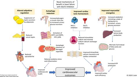 Sodium-glucose co-transporter 2 inhibitor therapy: mechanisms of action ...