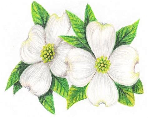 Dogwood Flower Drawings | Dogwood Drawing - Dogwood Fine Art Print ...