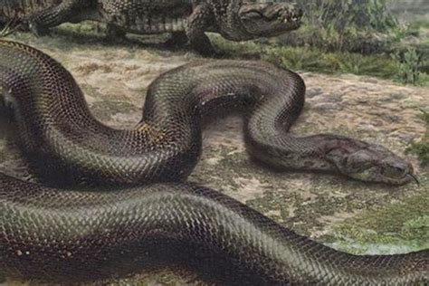 Fossil Resurrection: Titanoboa