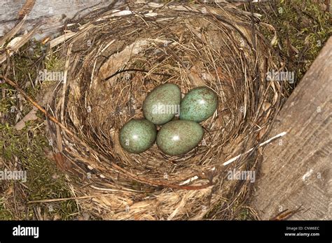 blackbird (Turdus merula), nest with eggs, Germany Stock Photo - Alamy