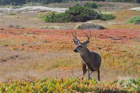 Wild California - Fascination Wildlife