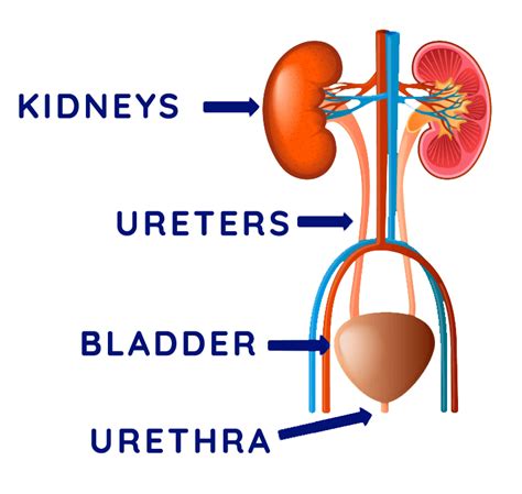 Urinary System Concept Map | Images and Photos finder