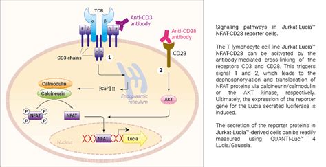 Jurkat-Lucia™ NFAT-CD28 Cells | NFAT Reporter T lymphocytes | InvivoGen