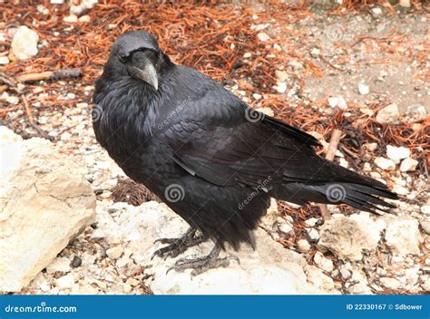 Common Raven Royalty Free Stock Photography - Image: 22330167