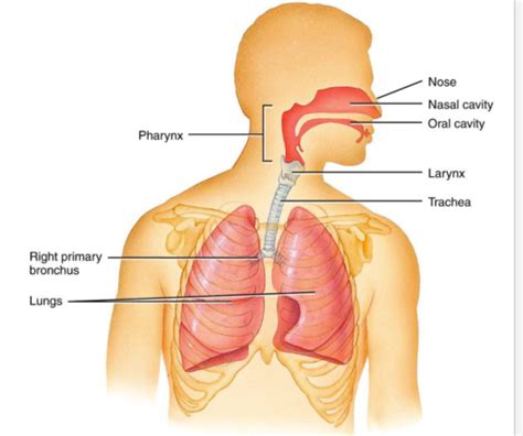 Anatomy - Respiratory System Flashcards | Quizlet