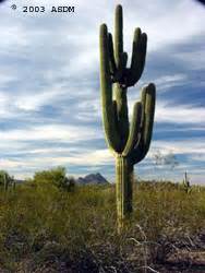 Saguaro Cactus Fact Sheet