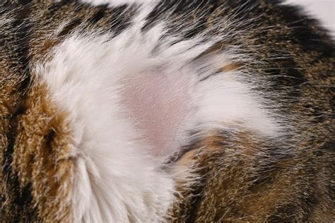 Why does my cat have a bald spot? - Vet Help Direct