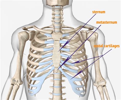 Human Skeleton Ribs