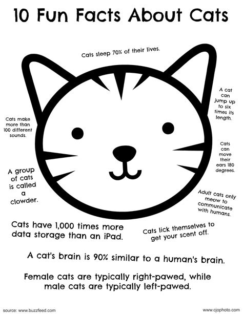 CJO Photo: Fun Facts Coloring Page: Cats