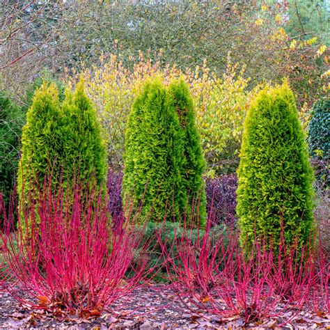 Cardinal Red Twig Dogwood Hedge | Buy Shrubs from Gurney's