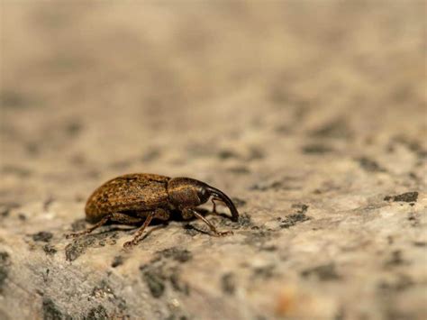 How to Get Rid of Boll Weevils in Your Kitchen – Food & Wine