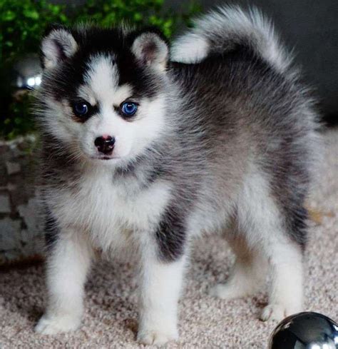 Pomsky Puppies For Sale | Miami, FL #266141 | Petzlover