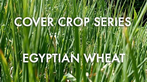 Egyptian Wheat: Noble Cover Crop Series - YouTube