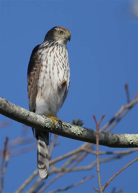 COOPER’S HAWK – Falmouth Birds