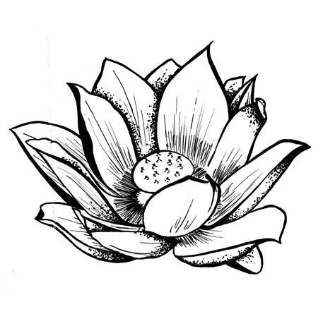 Lotus Flower Pencil Drawing | Free download on ClipArtMag