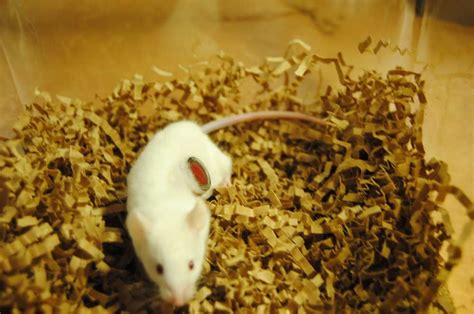 Mouse Facts: Habits, Habitat & Types of Mice | Live Science