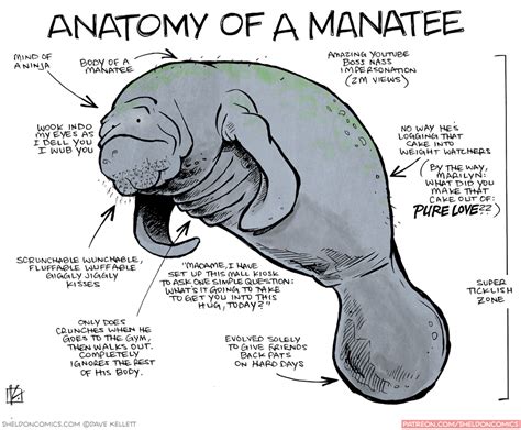 strip for June / 9 / 2015 - Anatomy of a Manatee Biology Drawing, Biology Memes, Baby Animals ...