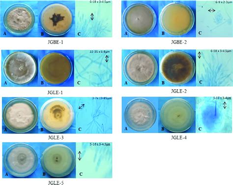 Morphological characteristics of isolated fungi, (A) front view, (B ...