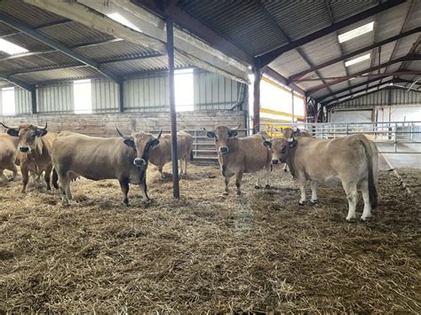 Video: Breeding Aubrac cattle high up in the hills of France - Agriland.ie