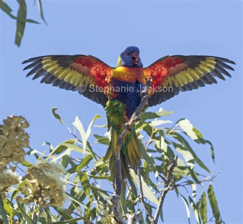 Best Photos of Australian Parrots, Stock Photographs of Birds in Australia